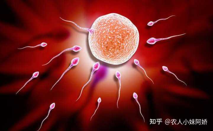 北京朝阳医院试管大夫助孕率,助孕医院排名：人
